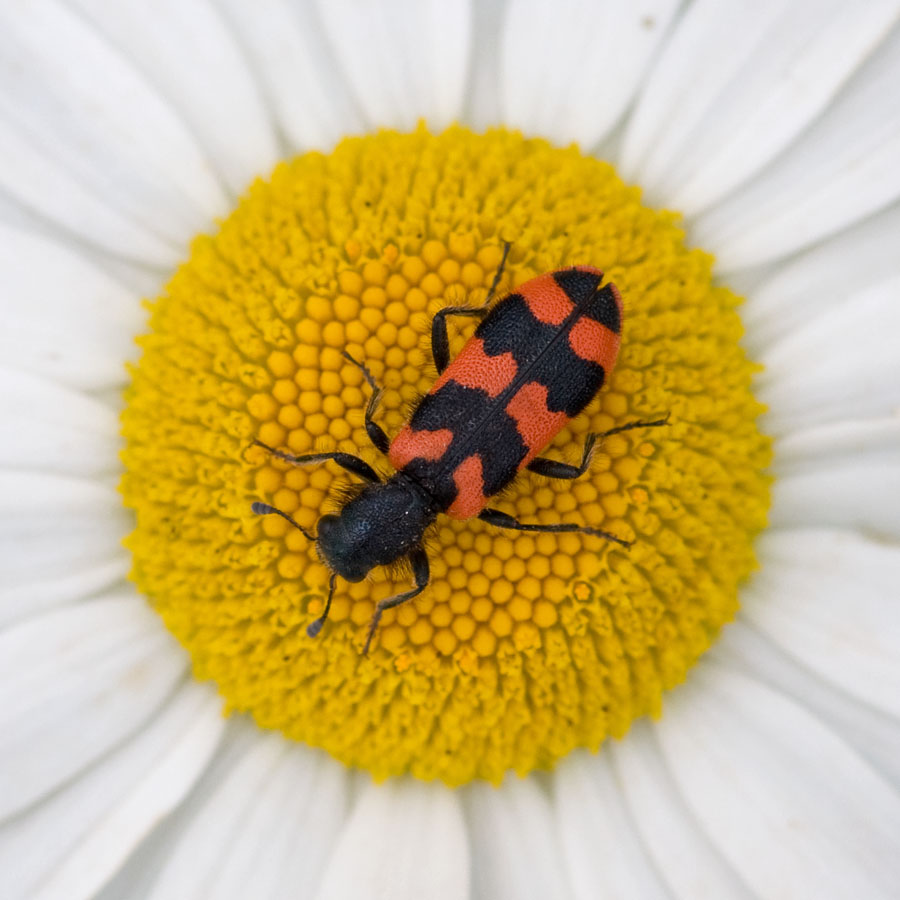Trichodes alvearius
